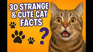 30 Strange and Cute Cat Facts That Will Amaze You