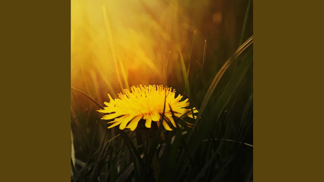 Watch Dandelion on YouTube Watch Dandelion on YouTube
