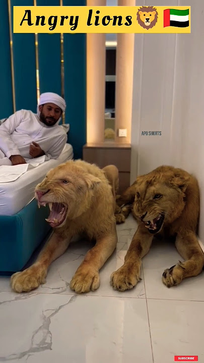 Dubai 🇦🇪 King 👑 Sheikh Nawab With White Tiger 🐯 Lion 🦁 White Tiger 🐅 #Dubai #shorts