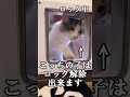 ペットドアをこじ開けようとする猫#shorts