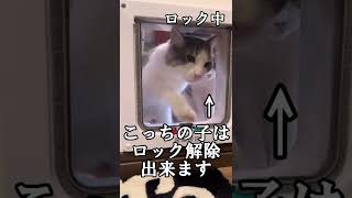 ペットドアをこじ開けようとする猫#shorts