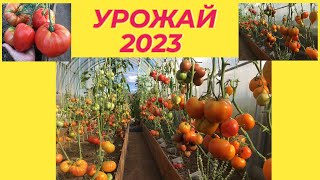 Такого Сама Не Ожидала. Обзор Томатов Новинки 2023.