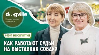 Как работает судья на выставке собак? - Все о работе судьи РКФ