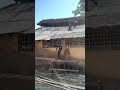 Thatching #thatching #bbc #jimcorbettwildlifeandnatureview #natgeo #nature #villagelife#ecoliving