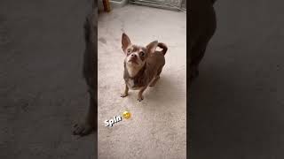 So You Thought Chihuahuas Couldn't Be Trained Watch This #shorts