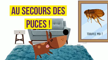 Comment savoir si on a des puces dans sa maison ?