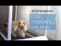 Dog Exercise Vlog 2 | ウォーキングマシンで楽しそうに散歩する犬|ミニチュアダックスミッキー  | treadmill walking | dachshund #stayhome