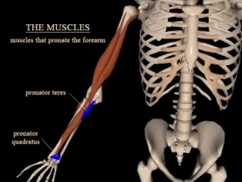 pronation and supination of the forearm
