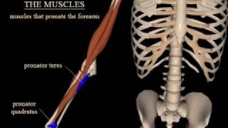 Forearm Pronation & Supination: Muscles, Bones, & Joints