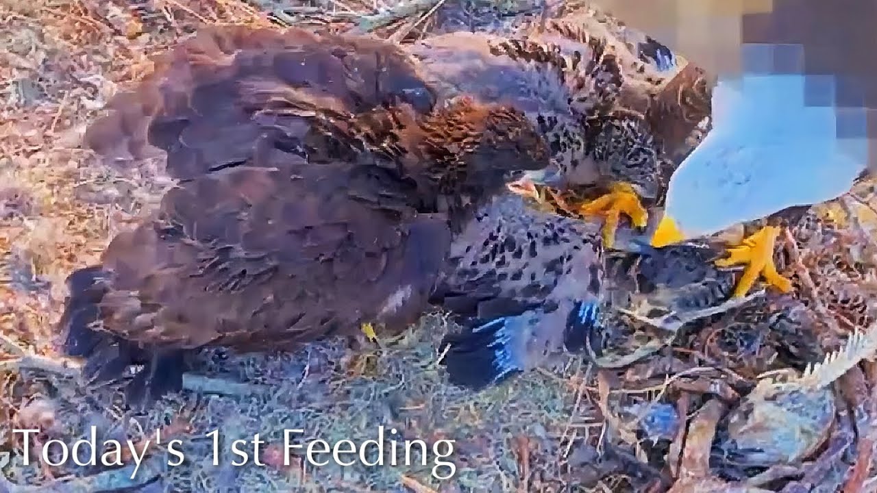 #319🦅🐥47°🐥42°／Winter Park Eagle Nest 2026／Against All Odds:One-Eyed Mom／Wink💗Atlas