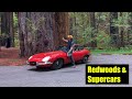 From Giant Redwoods to Monterey Car Week - Final Days