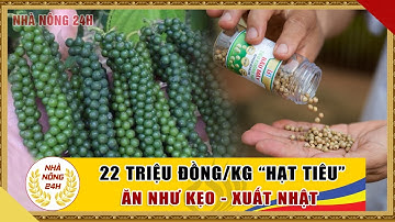Khó tin nhưng có thật Nông dân Việt trồng hồ tiêu bán gần 1.000 usd/kg | Nhà nông làm giàu