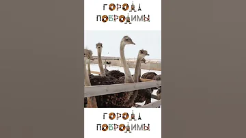 Какой величины мозг у страуса