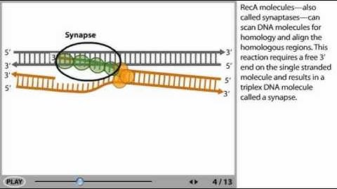 DNA recombination Animation