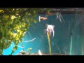 Blue Angels and Guppies