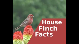 Facts about the House Finch