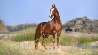 Stallion :- ND Northen Dancer | Veer Stud Farm | One of the Tallest Marawari Stallion | 68&quot;