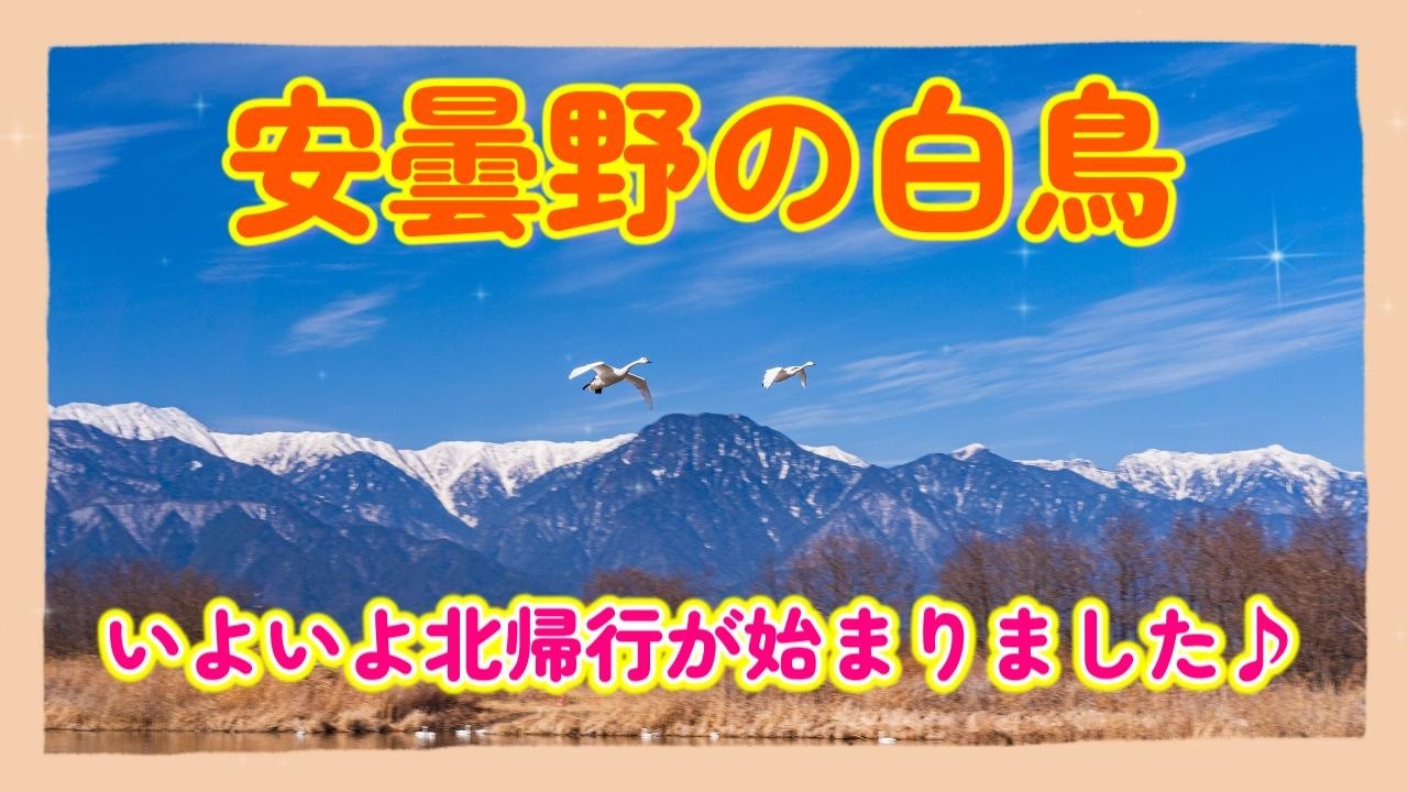 安曇野の白鳥！いよいよ北帰行が始まりました♪