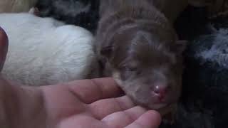 Finnischer Lapphund Kennel Erimathi K2Wurf Welpen 2 Tage alt