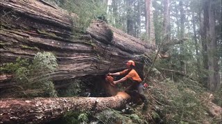 Falling and Bucking a HUGE cedar tree | Helicopter Logging