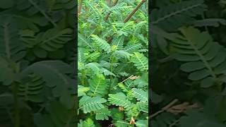 Fresh green leaf is getting bigger?. shortvideo plants green greenleaf short fresh bigger