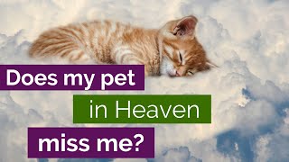 Animals in the Afterlife: Does my pet miss me? Animal Communicator Explains Pet Heaven