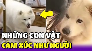 Những con vật có cảm xúc và bày tỏ tình cảm y như con người  | Yêu Lu Official