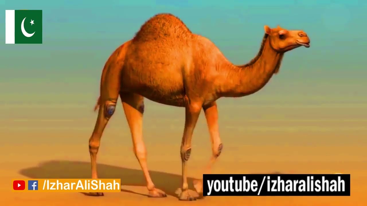 allah ka banda hasda allah ka banda hasda