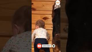 Baby Climbing the Stairs #shorts #babyvideos #cutebaby #funnybabyvideos