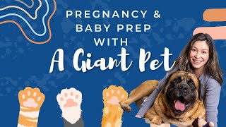 Having A Baby When Living With A Mastiff!? A Rollercoaster Of Emotions! | The Giant Dog Series by The Emans 3,836 views 1 year ago 16 minutes