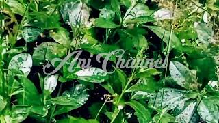 Download Lagu Fokus‼️Maka Akan Tertidur Dalam Hitungan 5 Menit Dengan Suara Hujan Penghantar Tidur MP3