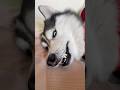 Messi The Husky Photoshoot at😂⁉️ #shorts #funny #trending #husky