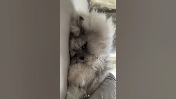 Watch the video about Baby Kitten - So Cute And Funny Cats Videos Compilation #34 #Shorts