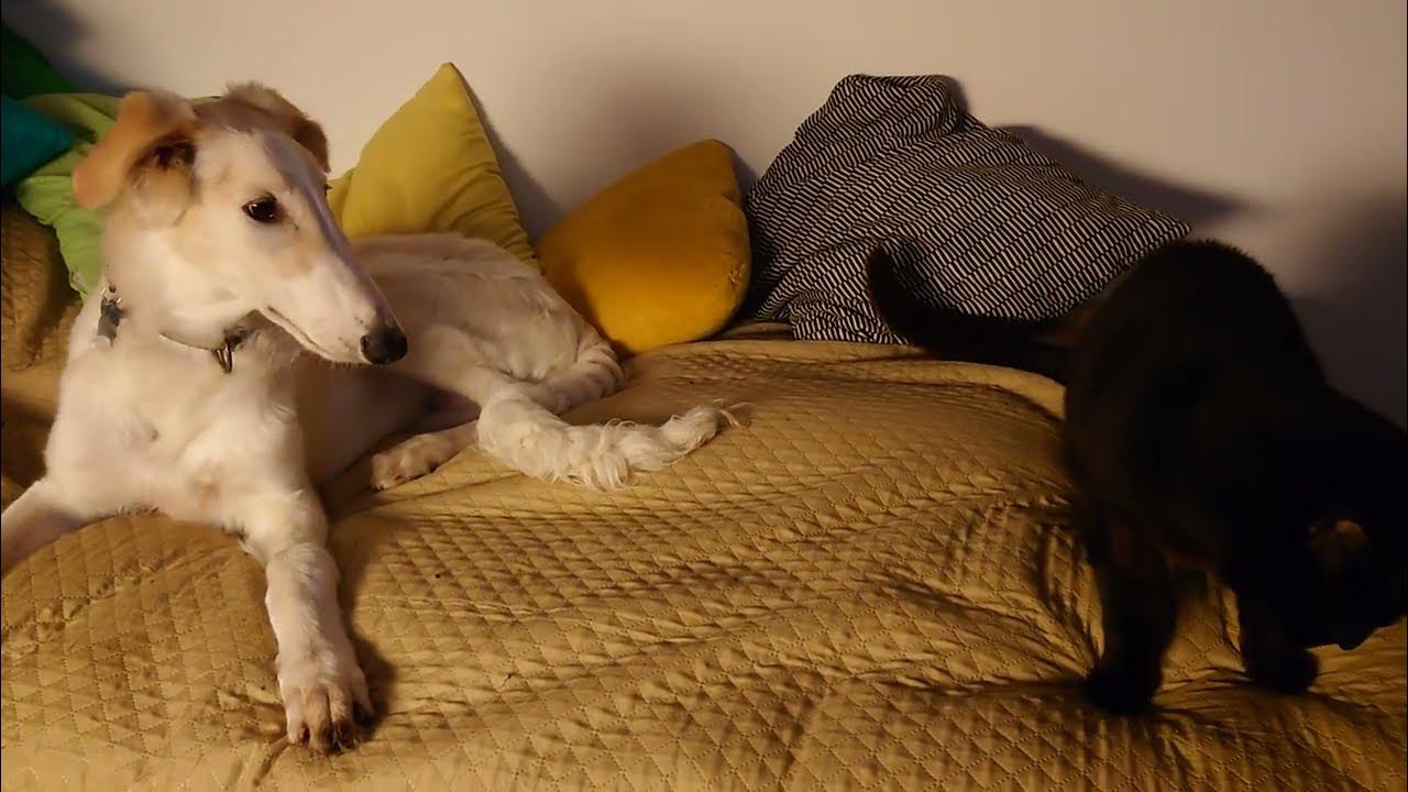 Borzoi puppy asking old cat to play YouTube