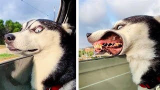 Try Not To Laugh 😍 Funniest Cats and Dogs Videos 😹🐶