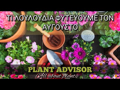 Βίντεο: Φτιάχνοντας τη Λαντάνα Bloom - Τι να κάνετε όταν η Λαντάνα δεν ανθίζει