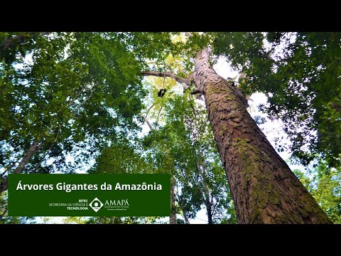 Vídeo: Qual a altura das árvores na floresta amazônica?