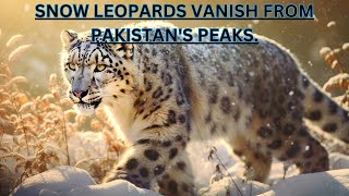 Extinction Of Snow Leopards In Pakistan