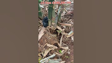 Dầm cổ cò 100% làm bằng thép nhíp ô tô #0346291791 #damcoco