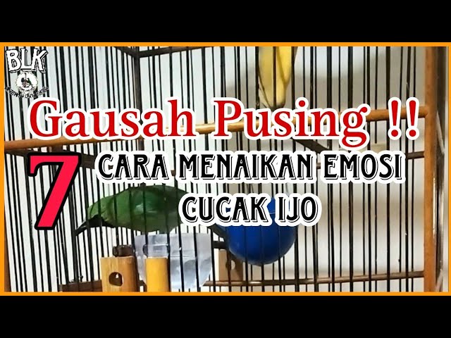 7 Cara menaikan emosi pada cucak ijo class=