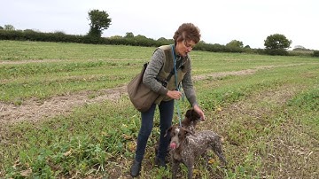 Adjusting to Cover. German Shorthaired Pointer Hunting  on open ground being steady to hares