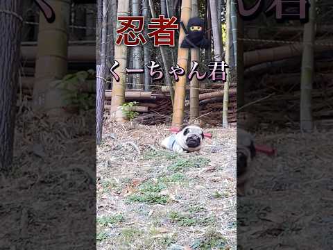 忍者くーちゃん君#パグ#shorts #おもしろ #犬のいる暮らし