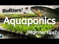 What is aquaponics and how does it work