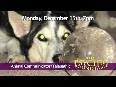 Animal Psychic