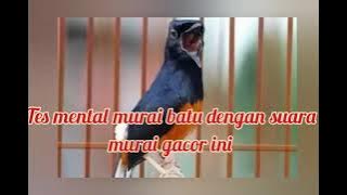 TES MENTAL BURUNG MURAI BATU DENGAN SUARA MURAI BATU GACOR INI DIJAMIN LANGSUNG MERESPON