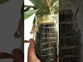 Pineapple / Grow pineapple in container / shorts
