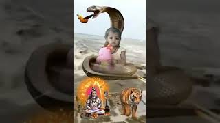 शिवा का भक्ति गाना वीडियो bhkti music bhojpurisongfunny love
