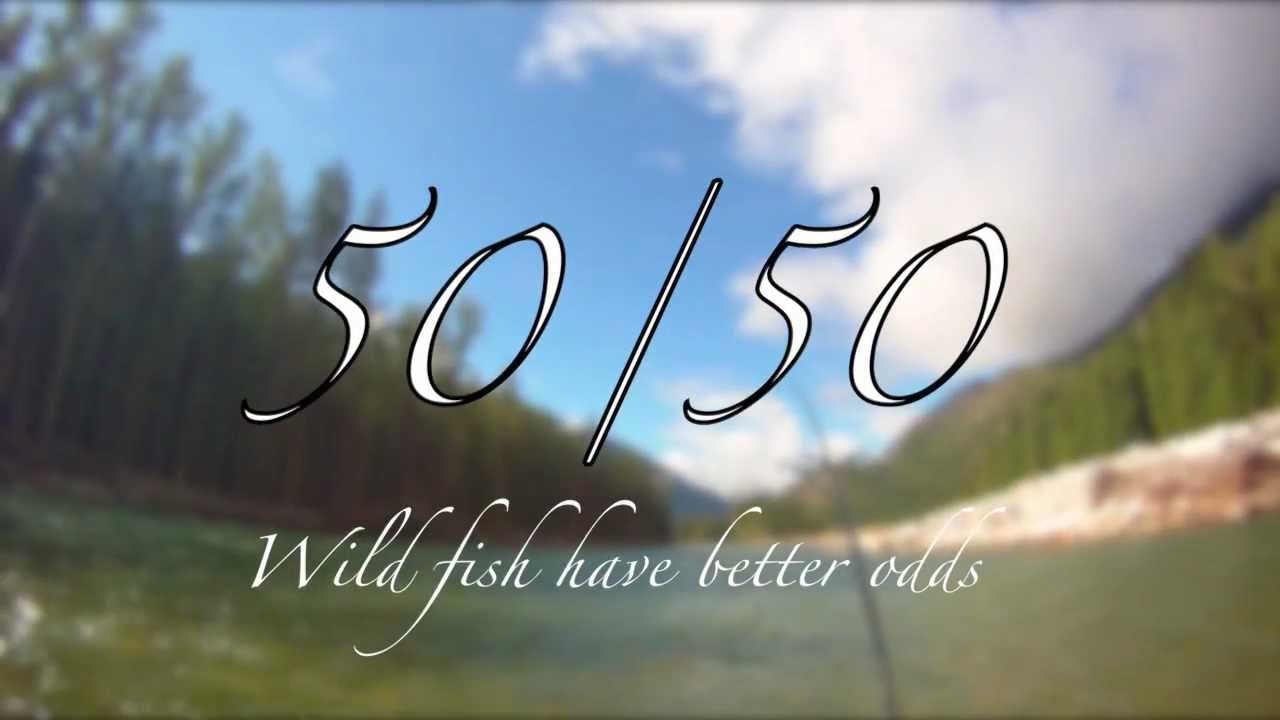 50/50 - Wild Fish Have Better Odds. Fly fishing BC