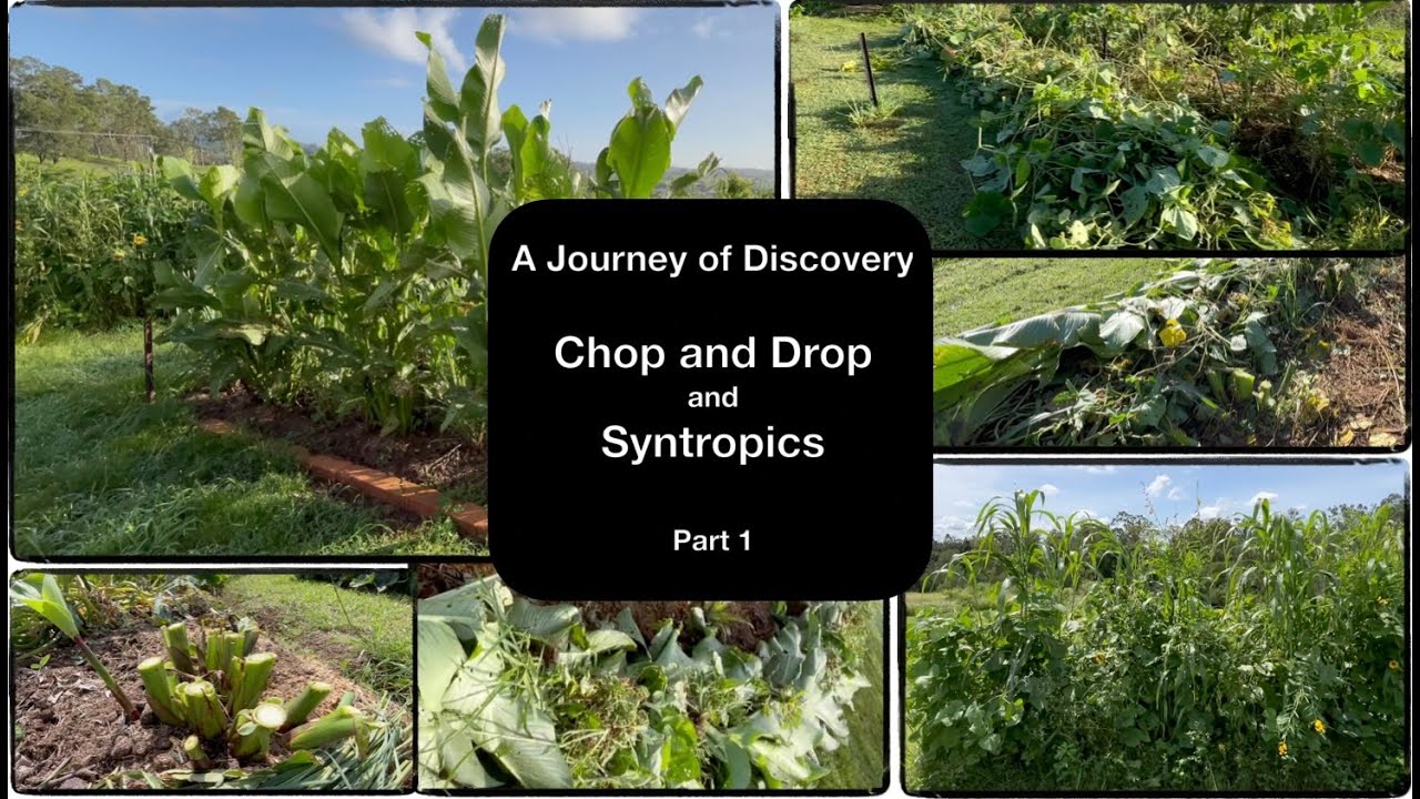 Chop and Drop to Syntropics Part 1 A Journey of discovery
