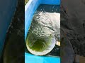 ボウフラとアカムシを培養しています😄🧪 #koi